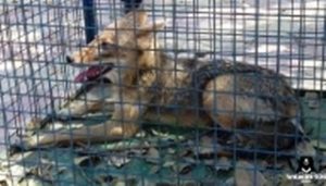 Golden jackal_320x182