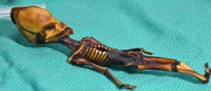 Mini Skeleton 1_500x216