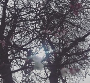 Sping Instagram_500x461