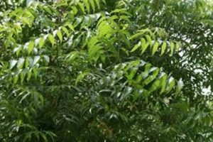 Neem 1_600x399