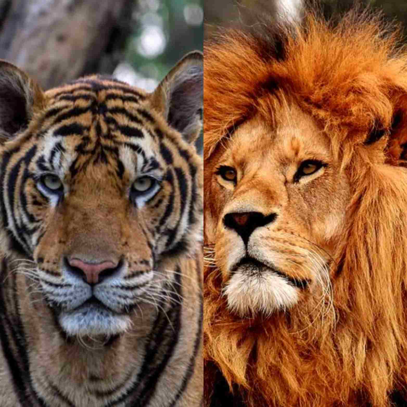 Левый тигр. Лев и тигр. Тигр Лев Лев. Лев и тигрица. Тигр Лев мощный.