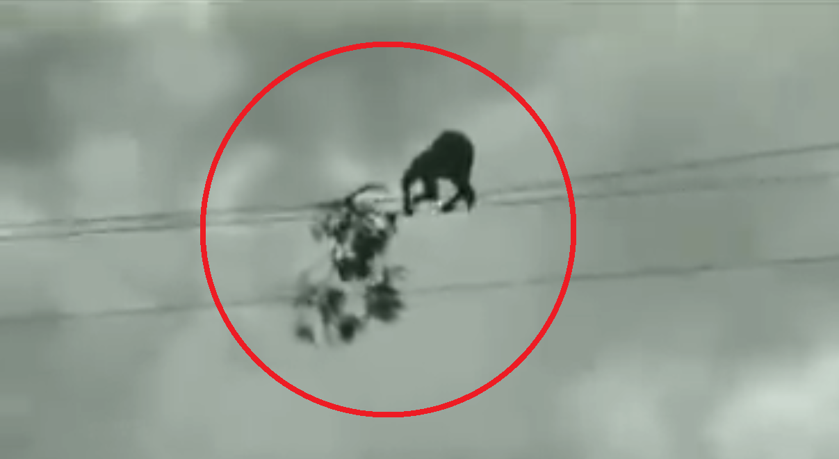 Man Walks On High Tension Wire