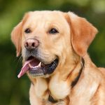 dog-1210559_640