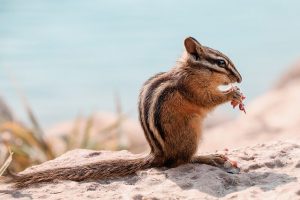 squirrel
