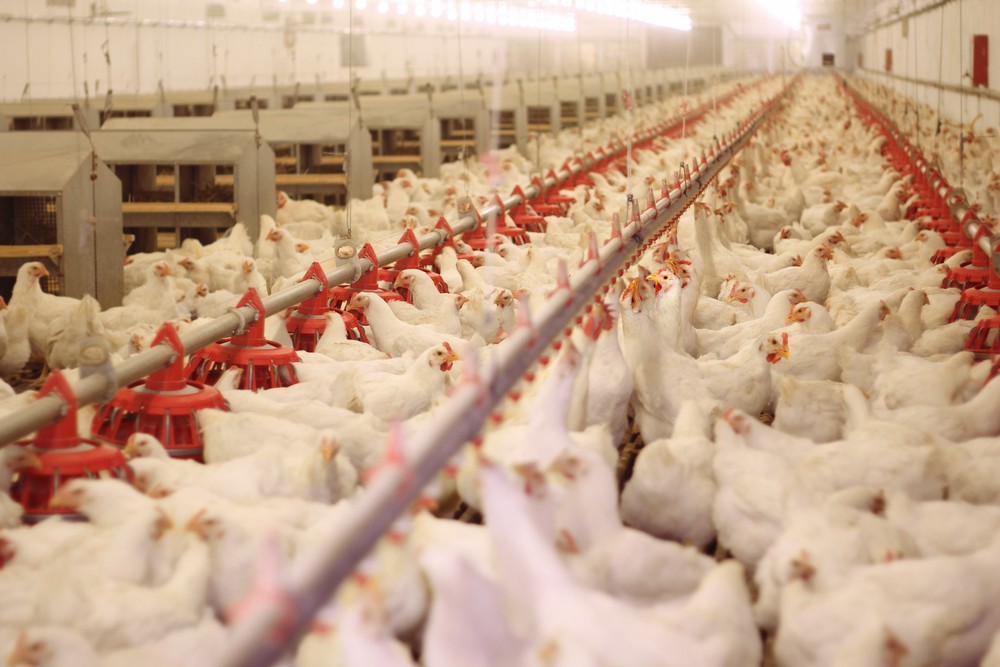 Poultry Farm Depositphotos_37754565_s-2019 (1)