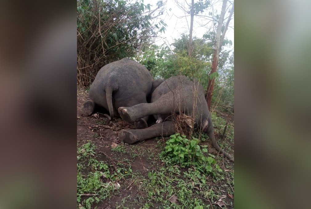 Assam Elephants Dead May 13