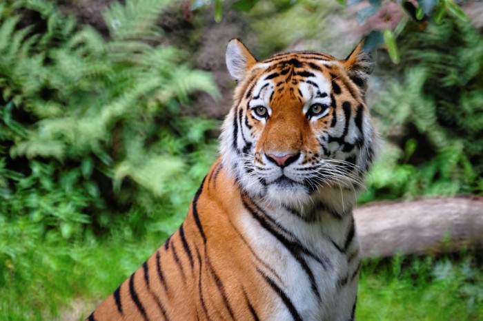 India doubles tiger numbers 4 yrs ahead of schedule - The English Post ...