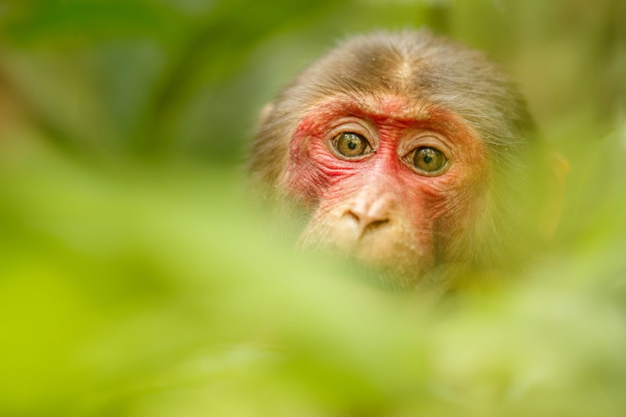 Monkey stumptailed-macaque-with-red-face-green-jungle-wild-monkey-beautiful-indian-jungle (1)