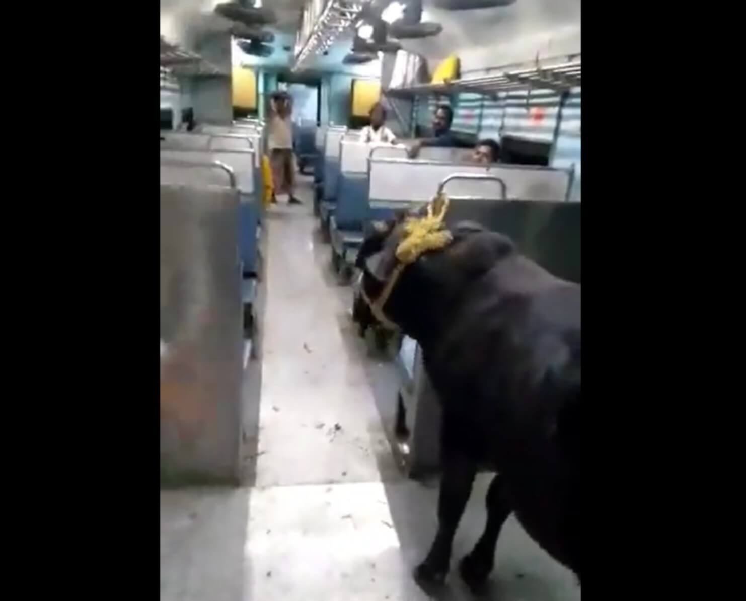 Bull travels in passenger train (1)
