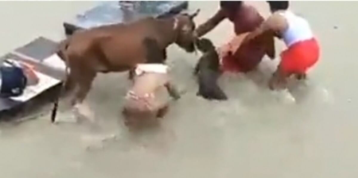 Pitbull attacks cow in Kanpur (1)