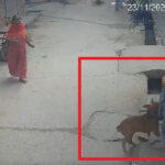 pitbull attacks child in Delhi (1)