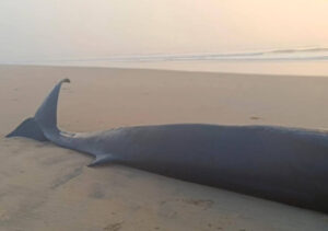 Whale Odisha (2) (1)